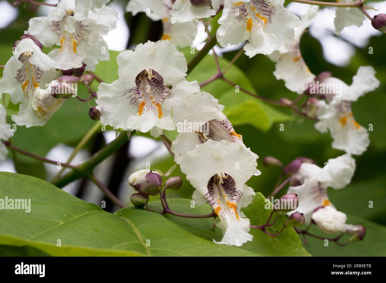 Delicato e grazioso fiore del bellissimo albero di fagioli indiani Catalpa Foto Stock