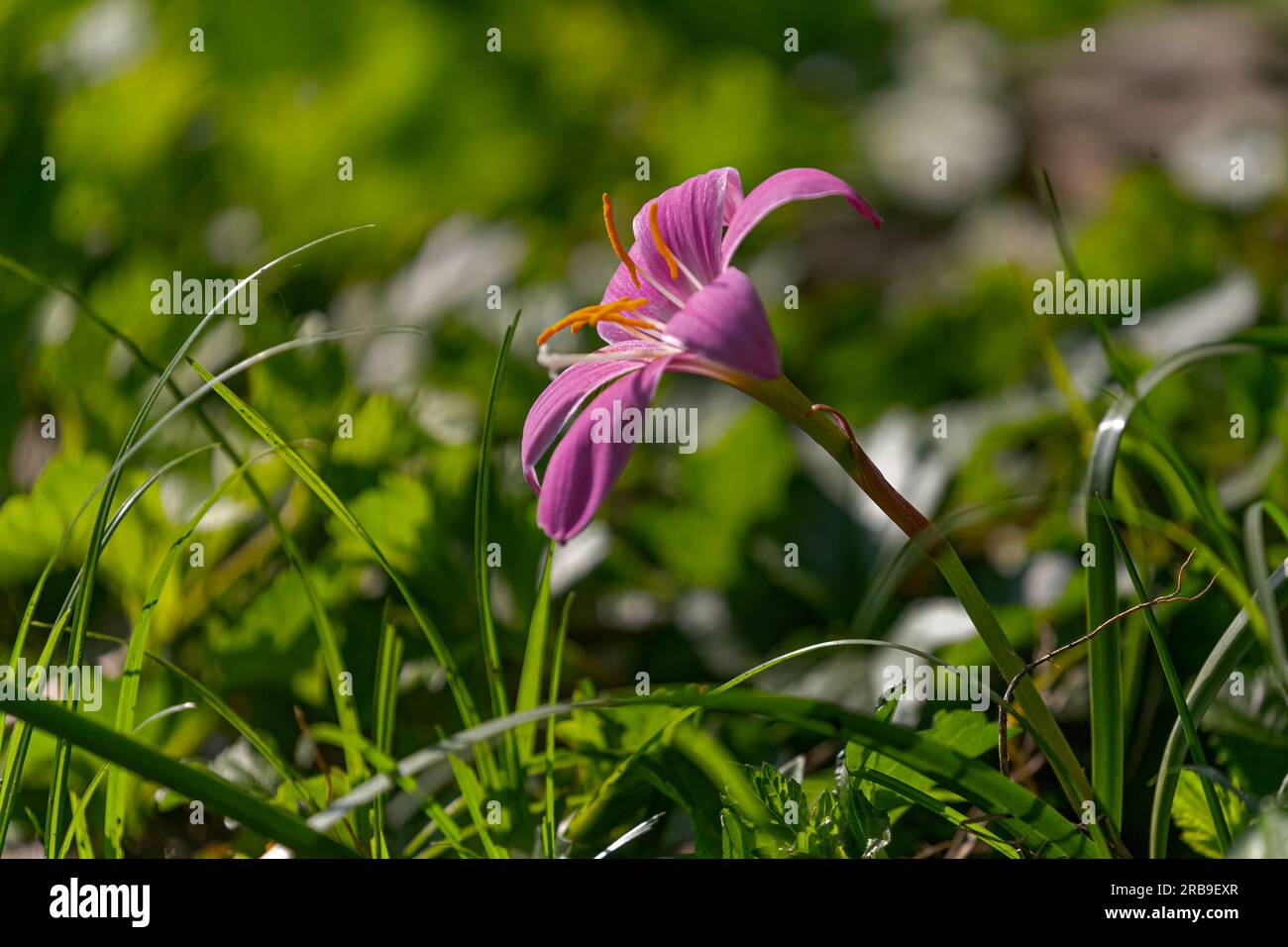 Giglio pioggia rosa che fiorisce in un giardino Foto Stock