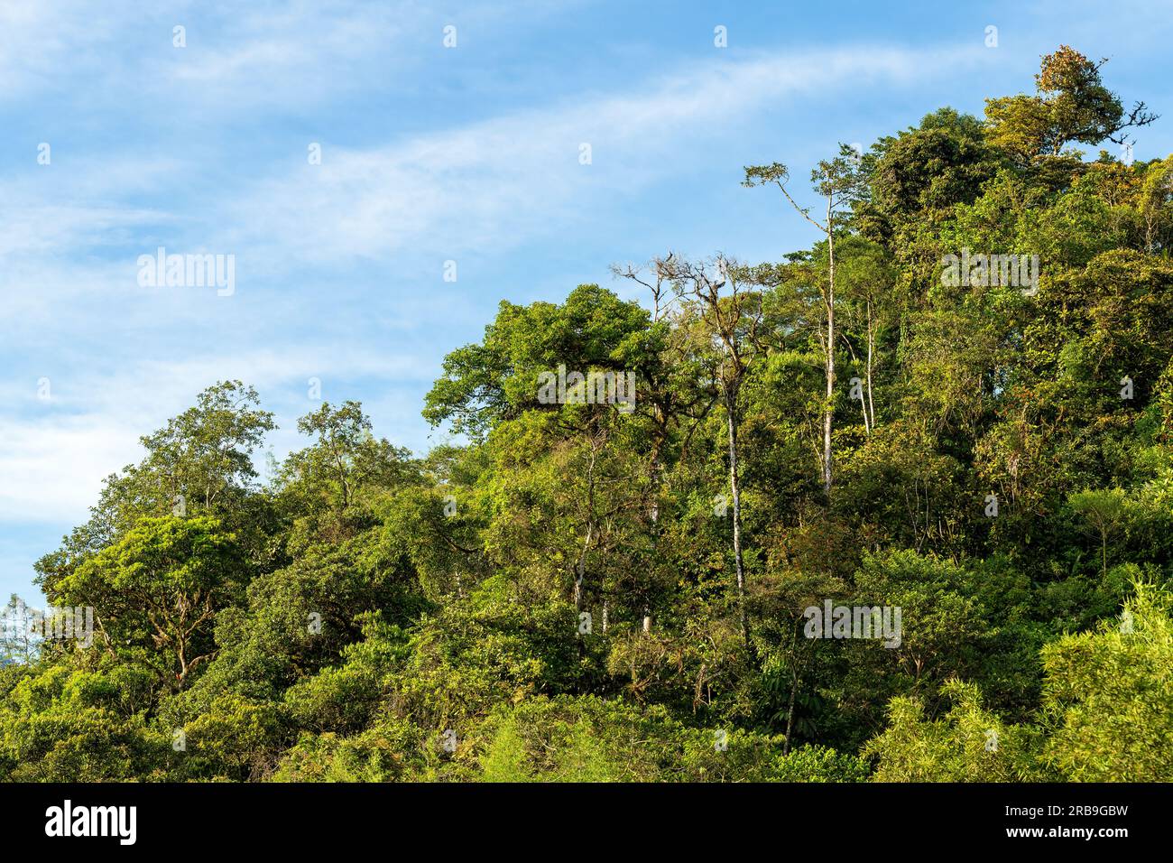 Vegetazione lussureggiante foresta nuvolosa, Mindo Cloud Forest, Ecuador. Foto Stock