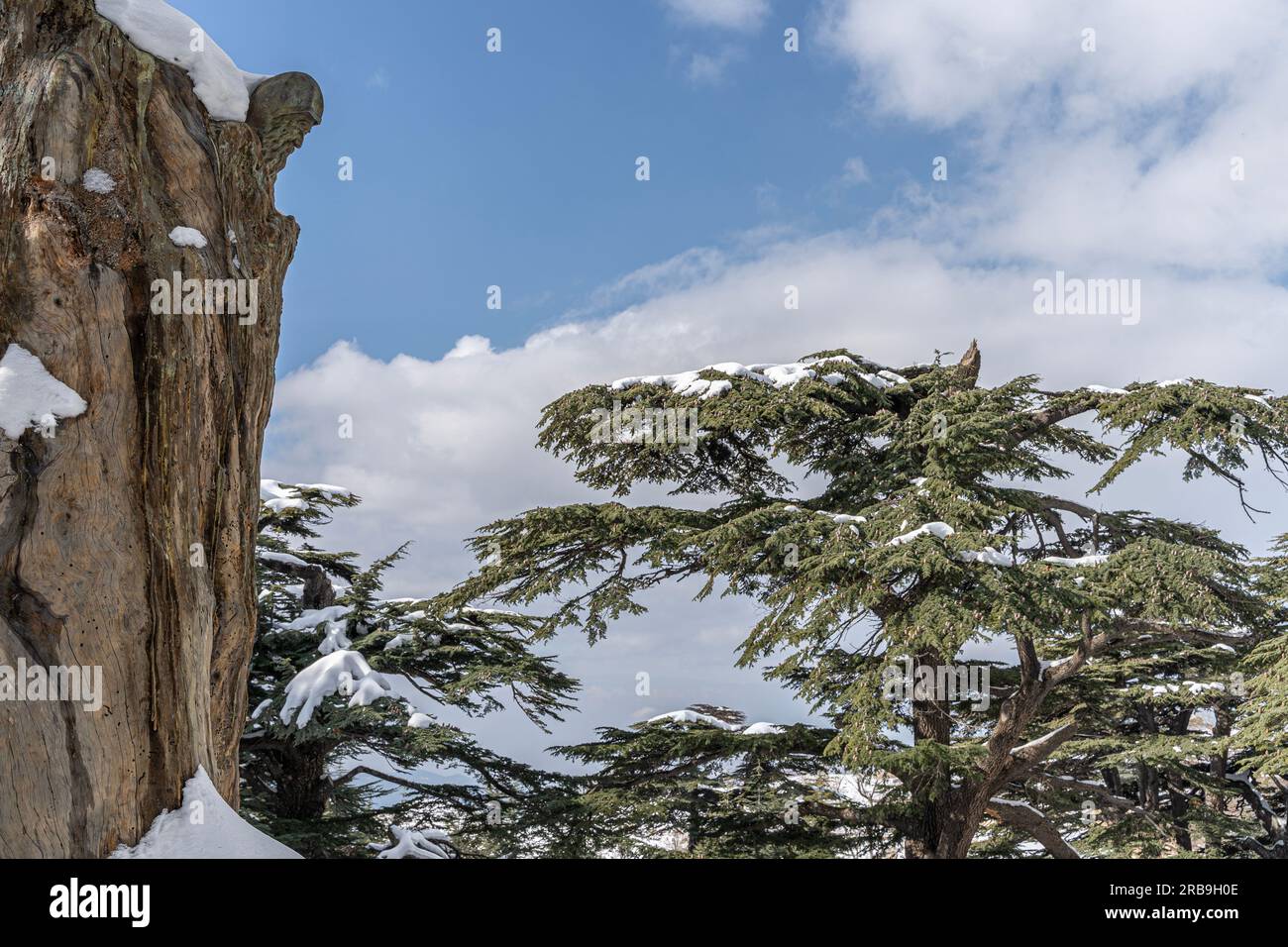 Foresta di cedri in Libano durante l'inverno Foto Stock