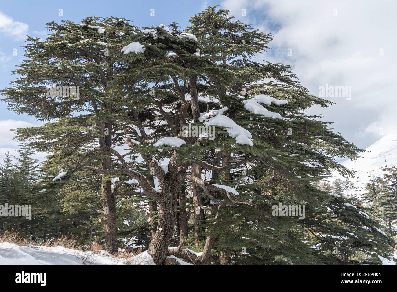 Foresta di cedri in Libano durante l'inverno Foto Stock