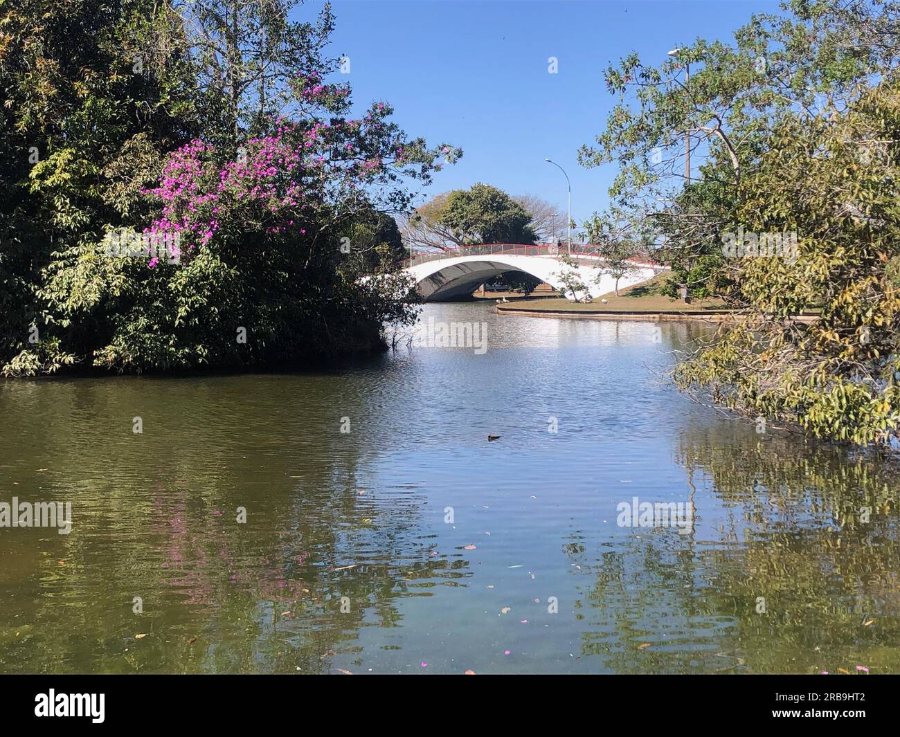 Splendido sfondo tropicale naturale. Giardino, foresta, alberi, erba. Foto Stock