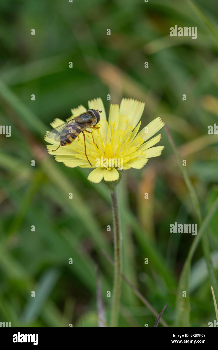Insetto Hoverfly che riposa su un fiore selvatico di falci (Pilosella officinarum), Hampshire, Inghilterra, Regno Unito, nel mese di giugno Foto Stock