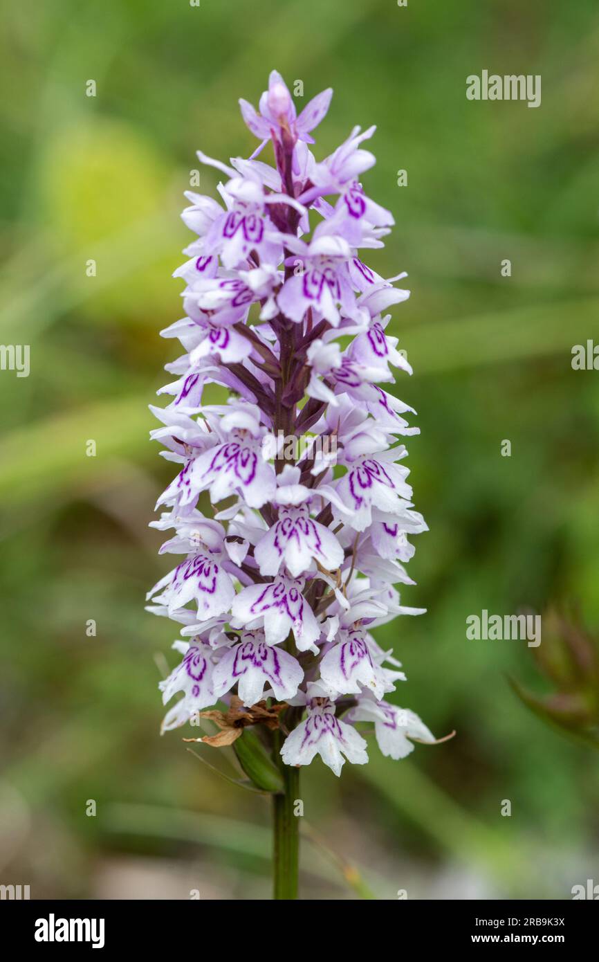 Dactylorhiza fuchsii, l'orchidea maculata comune, Inghilterra, Regno Unito Foto Stock
