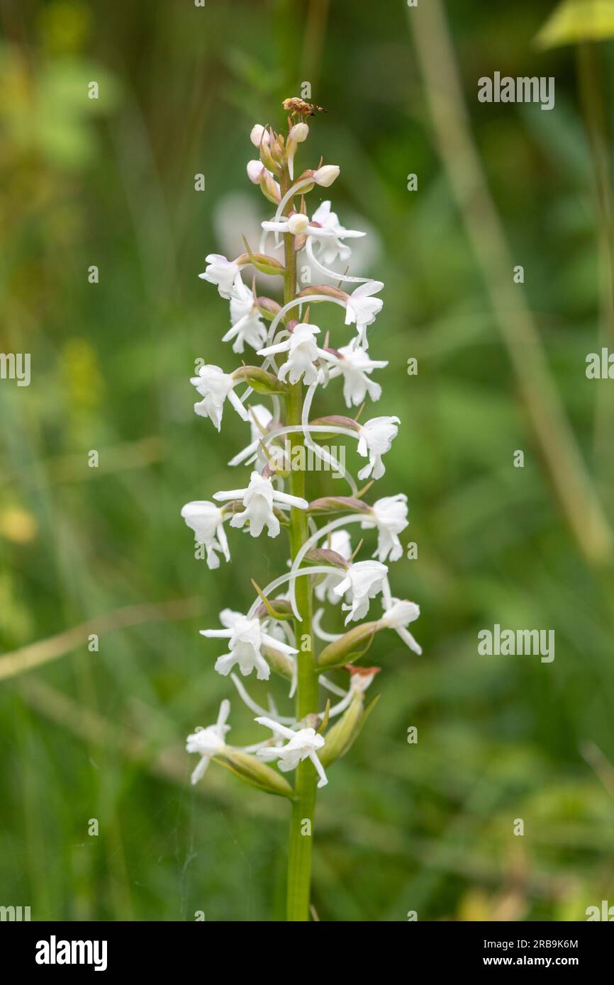 Un'orchidea profumata di gesso di colore bianco (Gymnadenia conopsea) durante giugno, Hampshire, Inghilterra, Regno Unito Foto Stock