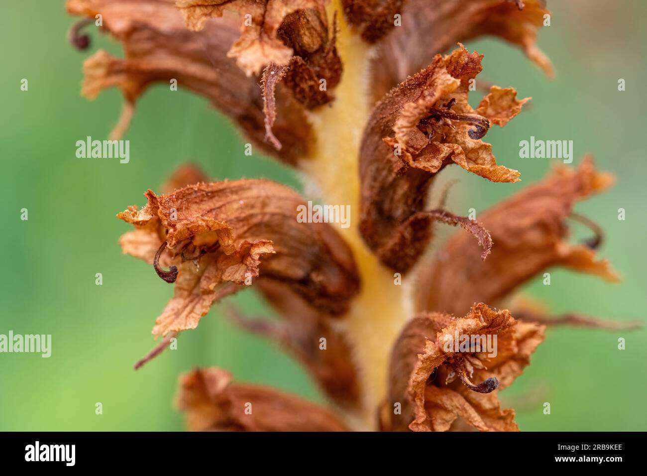 Primo piano della broomrape knapweed (Orobanche elatior), una rara pianta parassita priva di clorofilla fiorita in estate, Hampshire, Inghilterra, Regno Unito Foto Stock