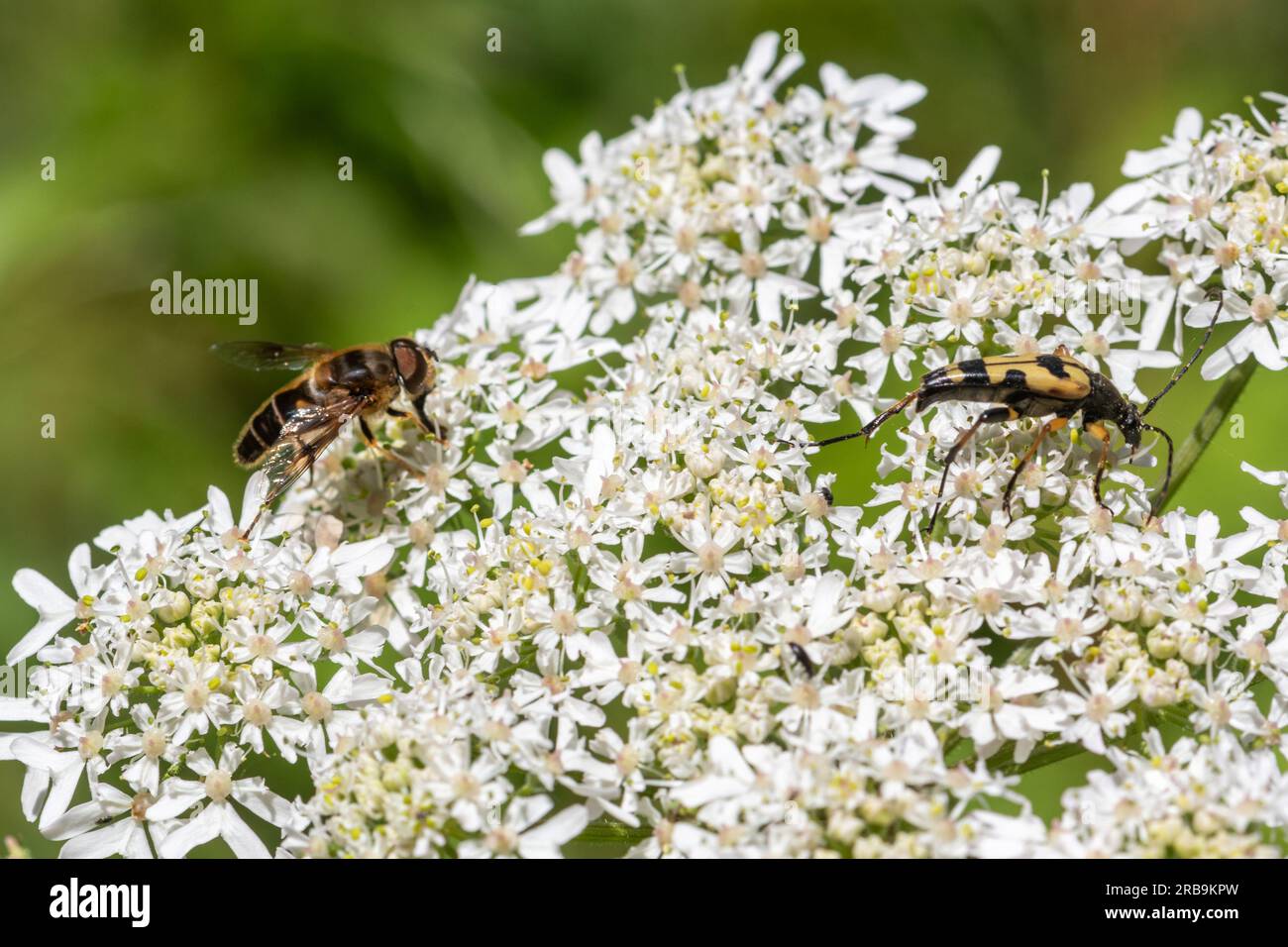Insetti diversi su alghe, concetto di biodiversità. Un hoverfly e uno scarabeo longhorn su fiori selvaggi umbelliferi nel bosco durante l'estate, Inghilterra, Regno Unito Foto Stock