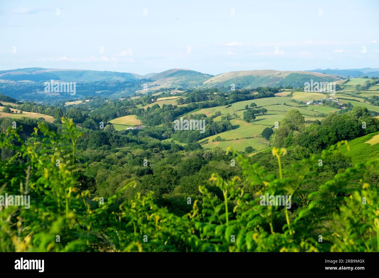 Paesaggio collinare e verde estivo nelle colline gallesi che guardano a nord verso Llandovery e Rhandirmwyn Carmarthenshire Galles Regno Unito 2023 KATHY DEWITT Foto Stock