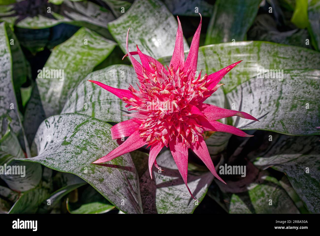 bromeliade, fiore di colore rosa, pianta tropicale, foglie di pelle, primo piano, fioritura di lunga durata, natura Foto Stock