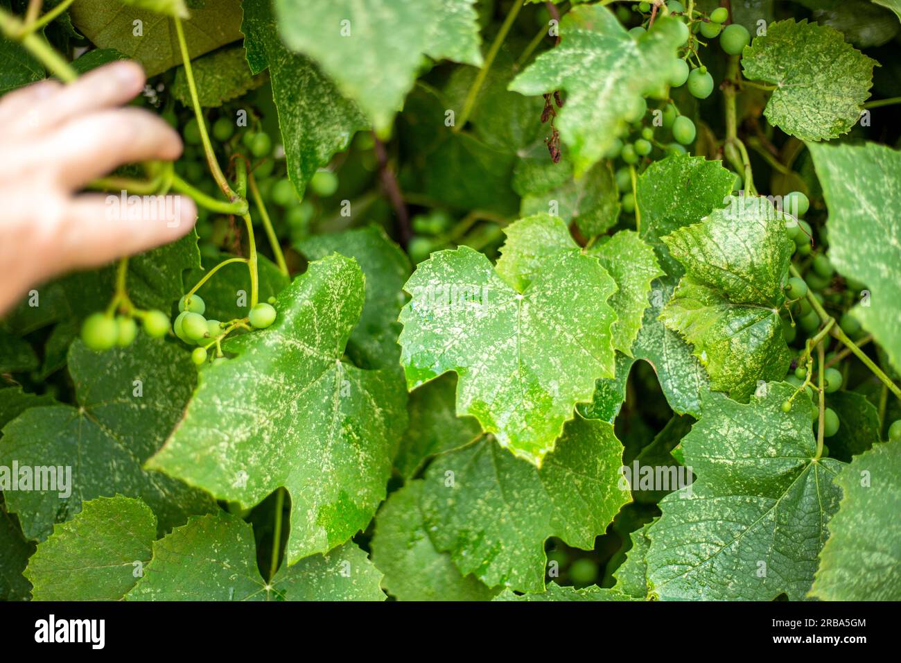 Un giardiniere ispeziona le foglie di un'uva malata, affetta da insetti parassiti. Prevenzione delle malattie dell'uva da infezioni fungine e insetti Foto Stock
