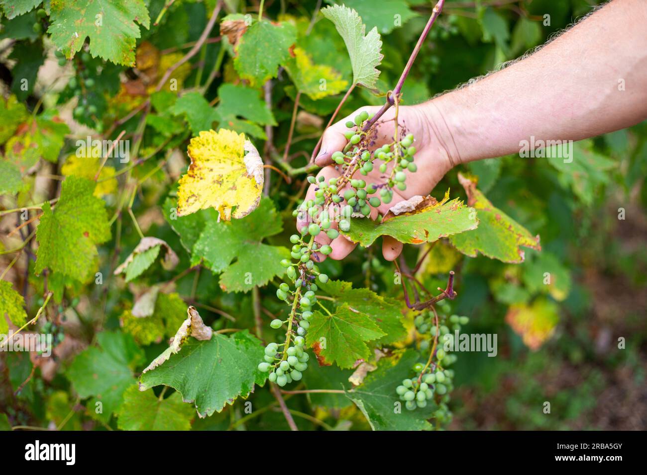 Il giardiniere esamina i grappoli e le foglie di uva malata. Infezioni fungine da uva. Foto Stock