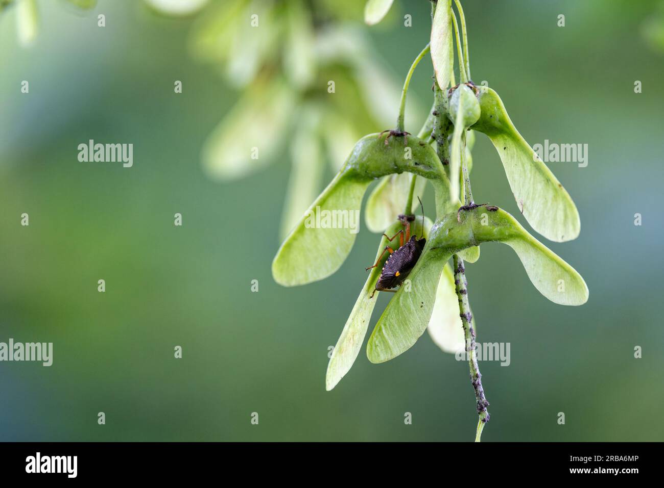 Primo piano di un piccolo gruppo di semi alati di Sycamore su ramoscello con cimice di scudo Foto Stock