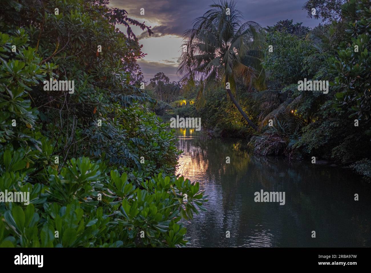 Un ruscello d'acqua che attraversa una lussureggiante vegetazione tropicale nei Giardini vicino al parco della baia di Singapore, preso al crepuscolo, con un po' di luce artificiale e no Foto Stock