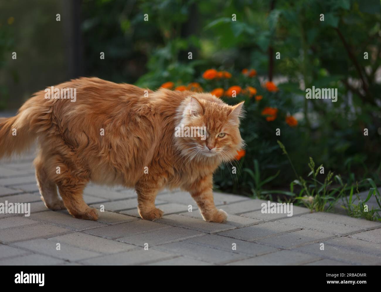 Un gatto zenzero che cammina su un sentiero piastrellato in un giardino. Primo piano. Foto Stock