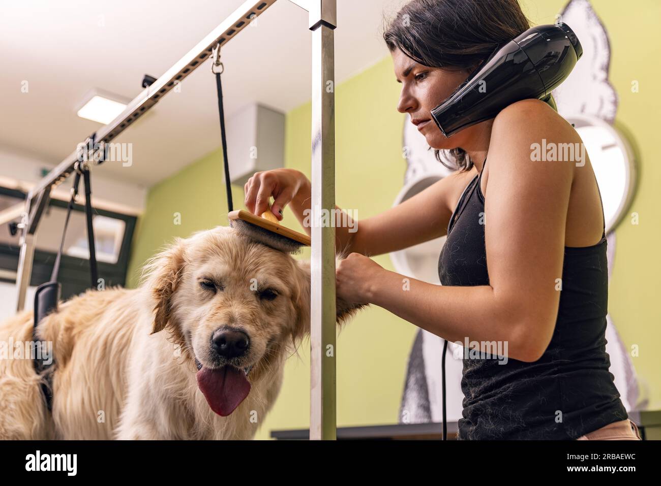 Le donne che si asciugano e spazzolano il cane Golden retriever al salone di bellezza. Foto Stock