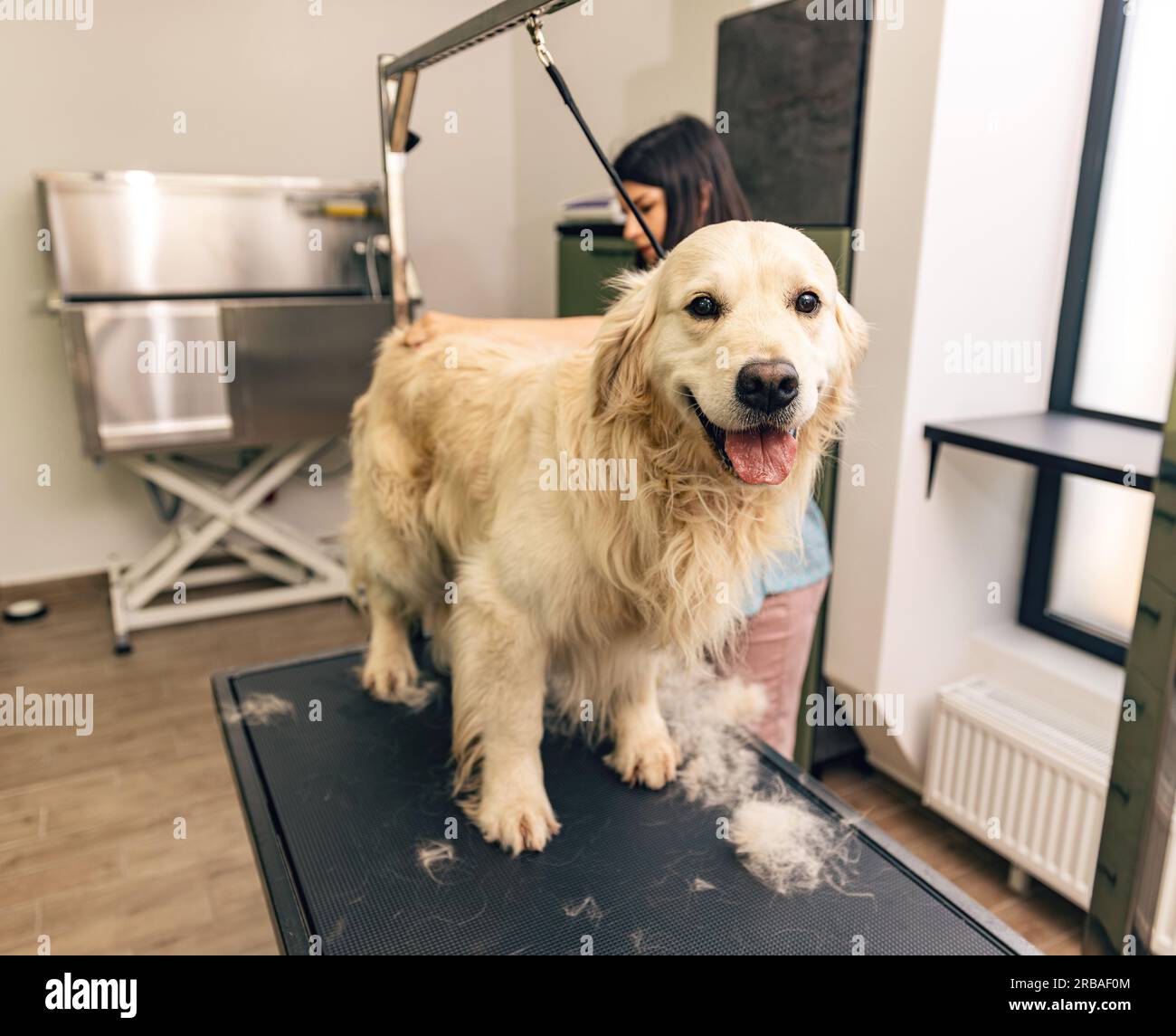 Un professionista si prende cura di un cane in un salone specializzato. Foto Stock