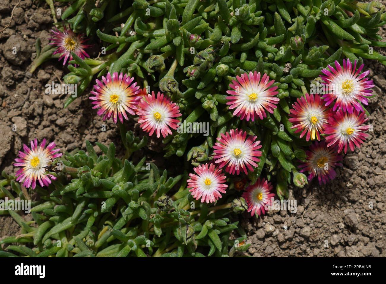 Vista ravvicinata dall'alto dei fiori di piante grasse di carpobroto sul terreno nel giardino alla luce del sole in primavera Foto Stock