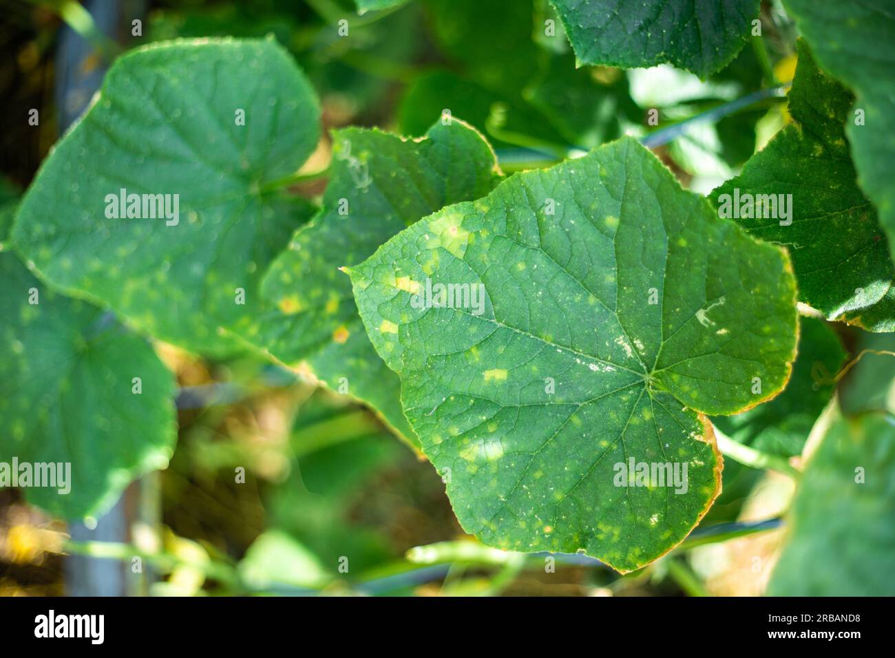 Foglie di cetriolo colpite dal virus del mosaico di cetriolo. Prevenzione e trattamento delle malattie vegetali. Foto Stock