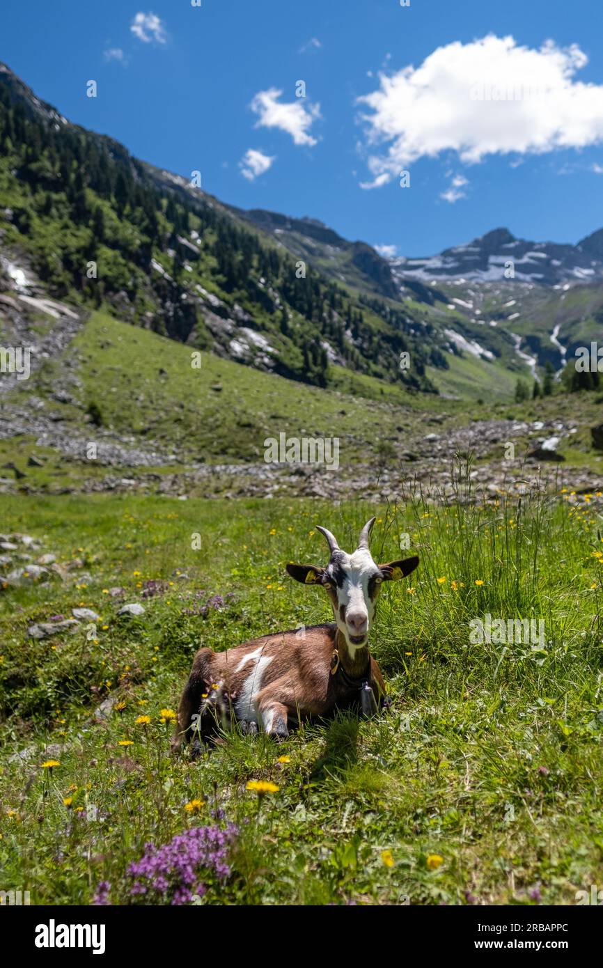 Ritratto di una capra su un prato verde sotto un cielo bianco-blu, montagne sullo sfondo, Alpi della Zillertal, Mayerhofen, Tirolo, Austria Foto Stock