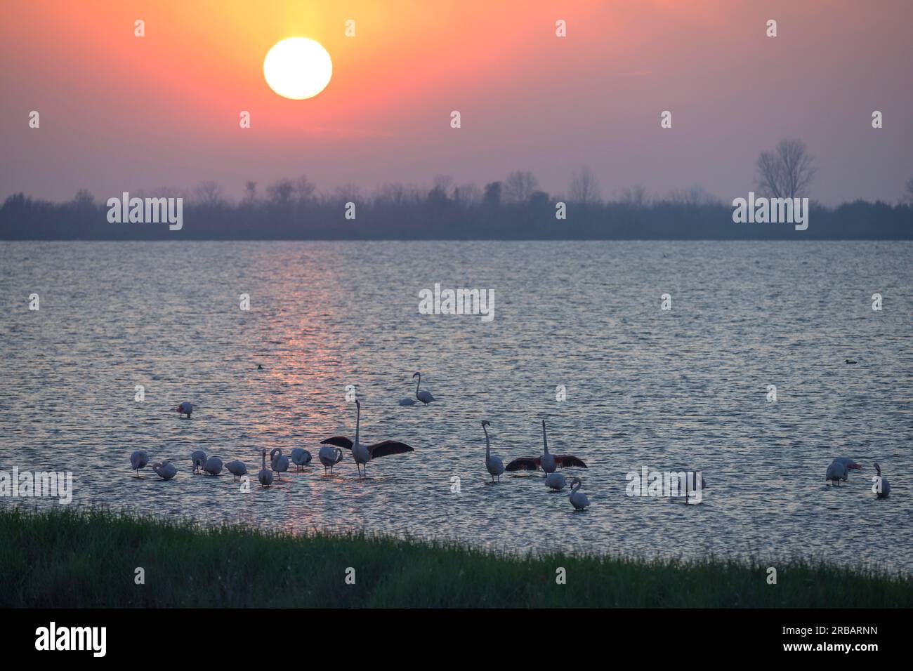 Sunset and Flamingos, Porto Viro, Provincia di Rovigo, Italia Foto Stock