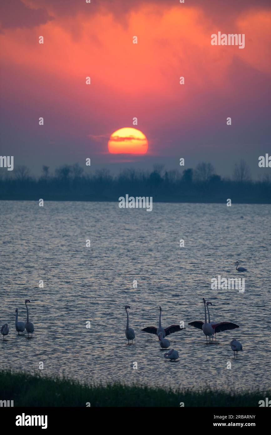 Sunset and Flamingos, Porto Viro, Provincia di Rovigo, Italia Foto Stock