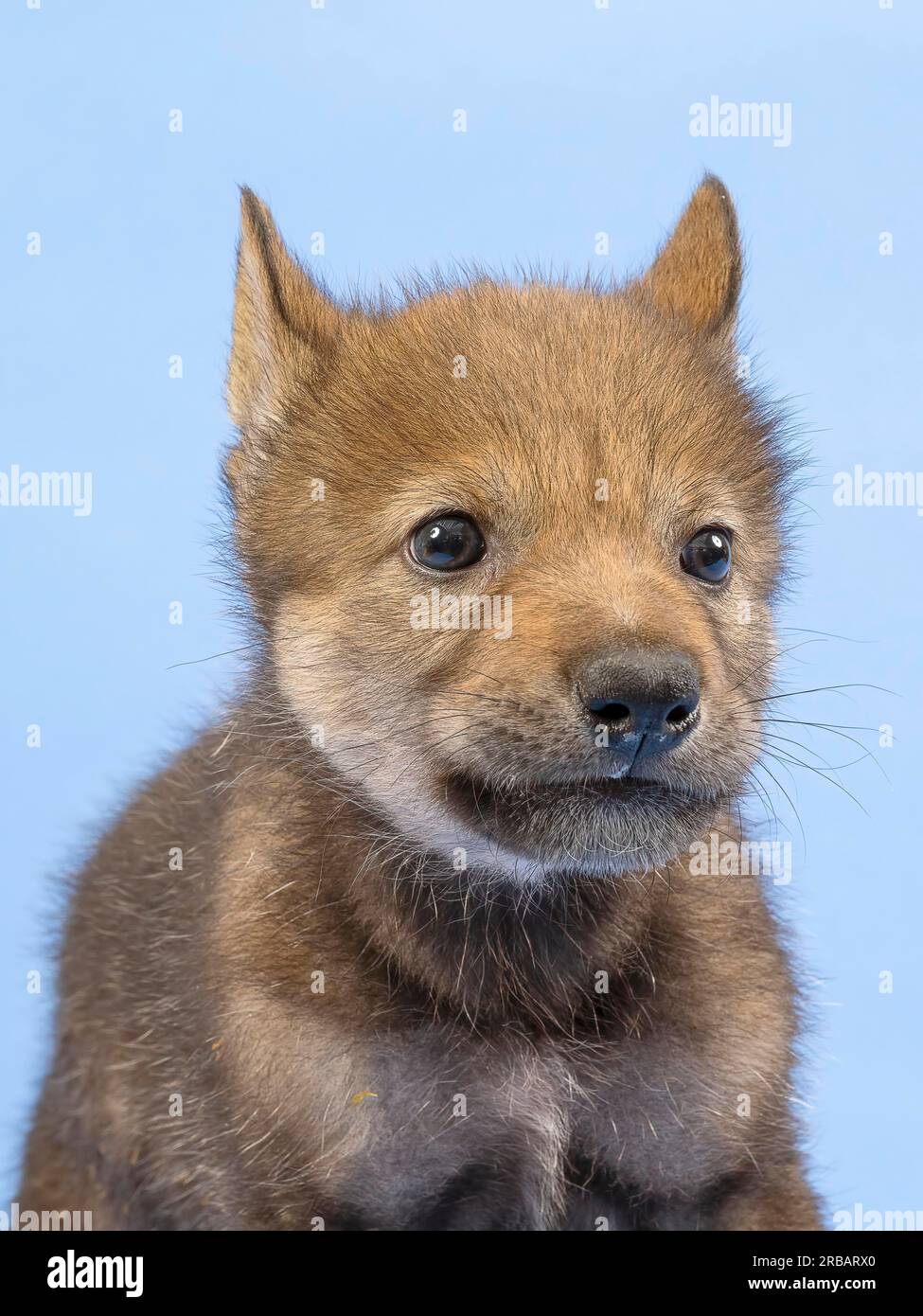 Lupo grigio europeo (Canis lupus lupus), ritratto animale, orecchie rilassate, cucciolo, giovane animale, giovane, prigioniero, 3,5 settimane, ripresa in studio, sfondo blu Foto Stock