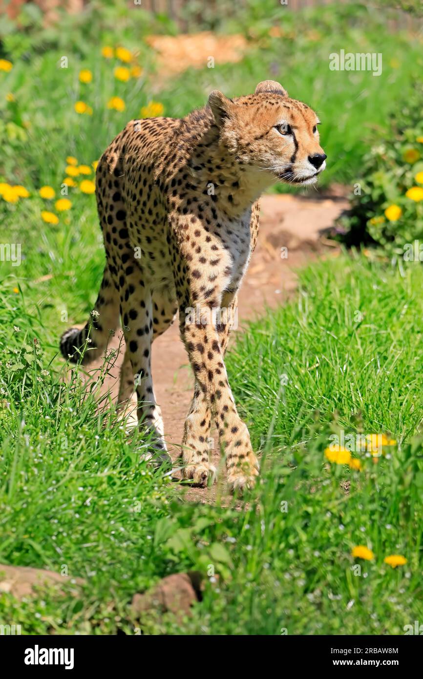 Cheetah (Acinonyx jubatus soemmeringii), ghepardo dell’Africa nordorientale, adulto, alert, prigioniero, Africa, Nord-Est Africa Foto Stock