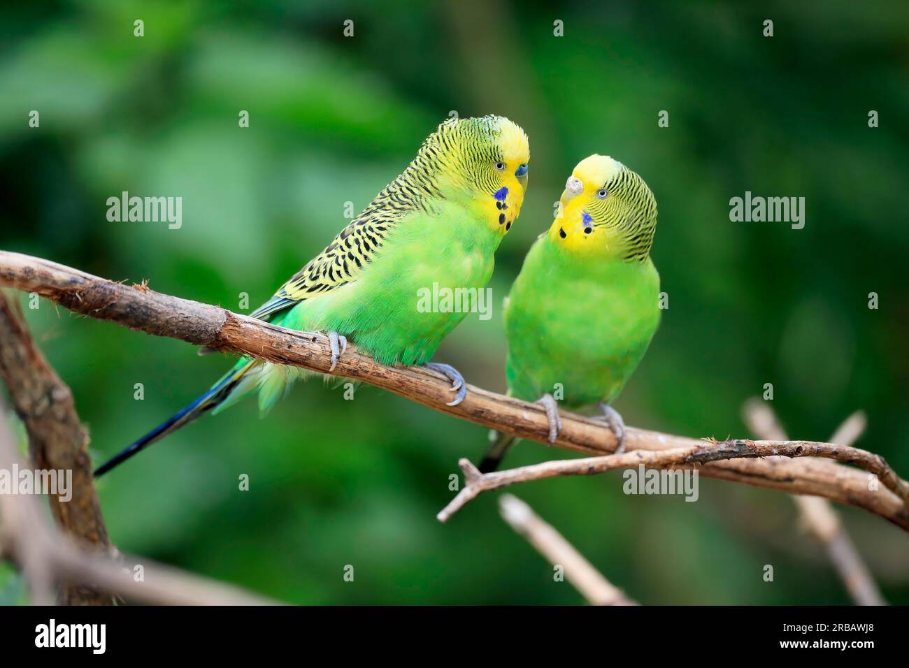 Budgie, adulto, coppia, in attesa, comportamento sociale, Prigioniero, Australia Budgerigar (Melopsittacus undulatus), ramo di coppia adulta, adulti, coppia Foto Stock