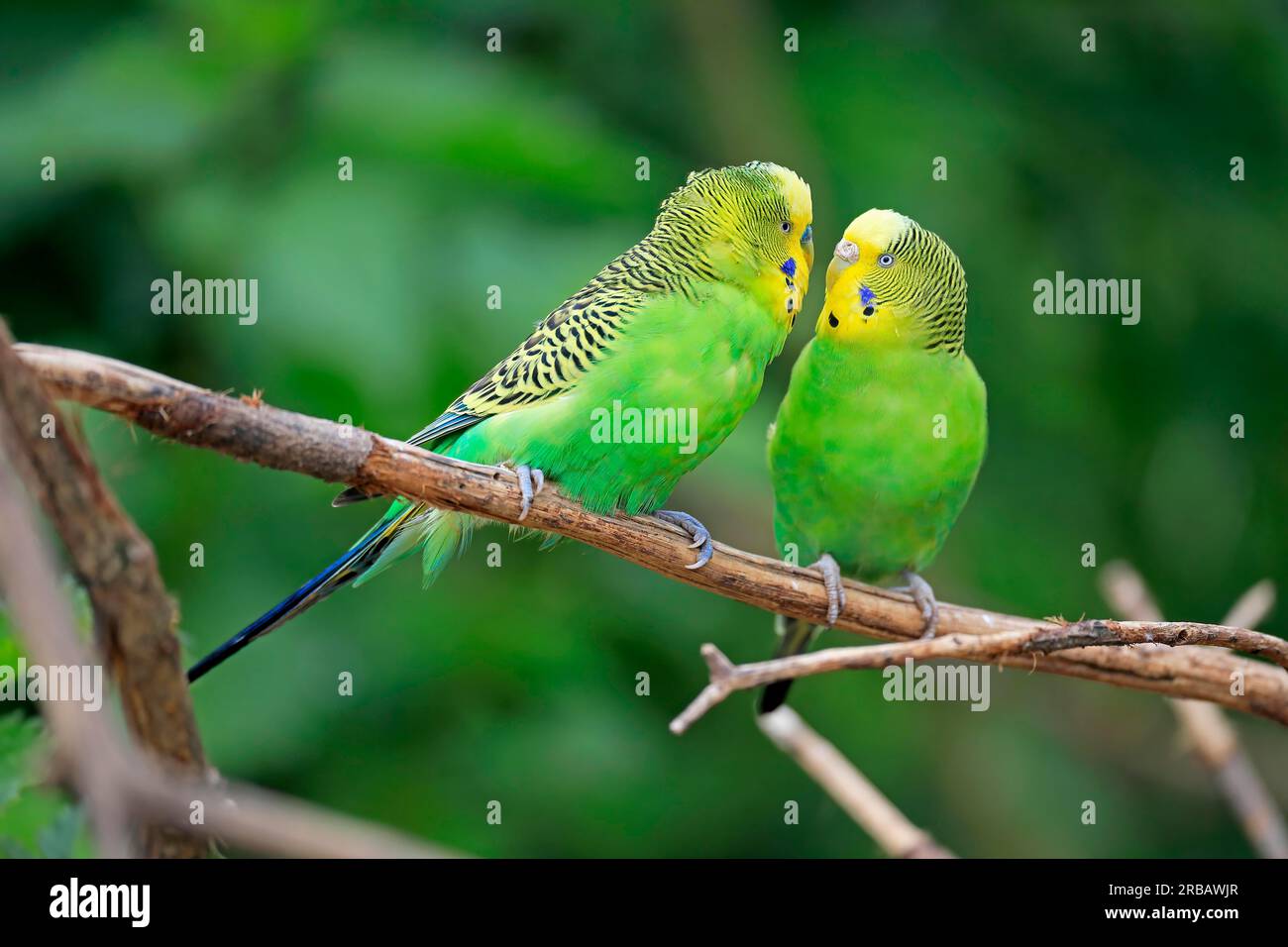 Budgie, adulto, coppia, in attesa, comportamento sociale, Prigioniero, Australia Budgerigar (Melopsittacus undulatus), ramo di coppia adulta, adulti, coppia Foto Stock