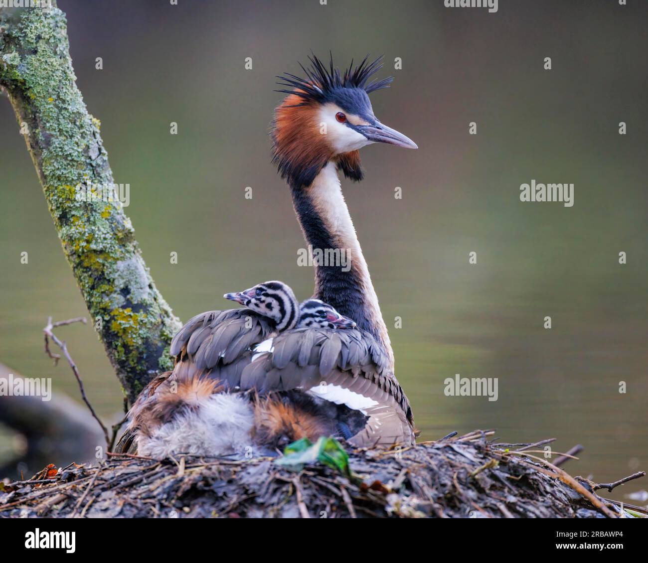 Grande Grebe crested (Podiceps critico), Germania Foto Stock