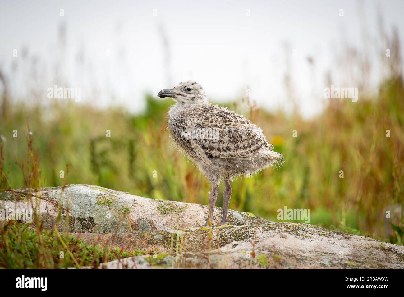Cucciolo di gabbiano su roccia con fondo erboso Foto Stock