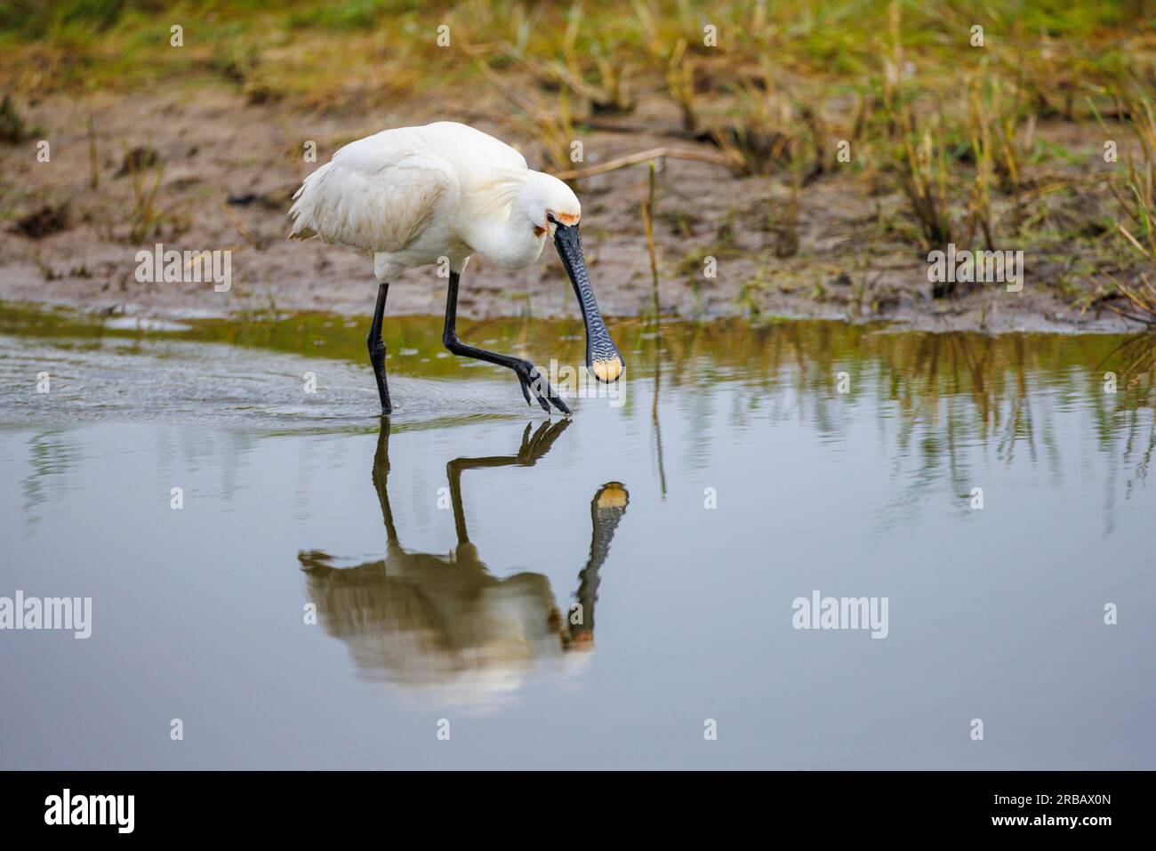 Spoonbill (Platalea leucorodia), Isola di Texel, Paesi Bassi Foto Stock