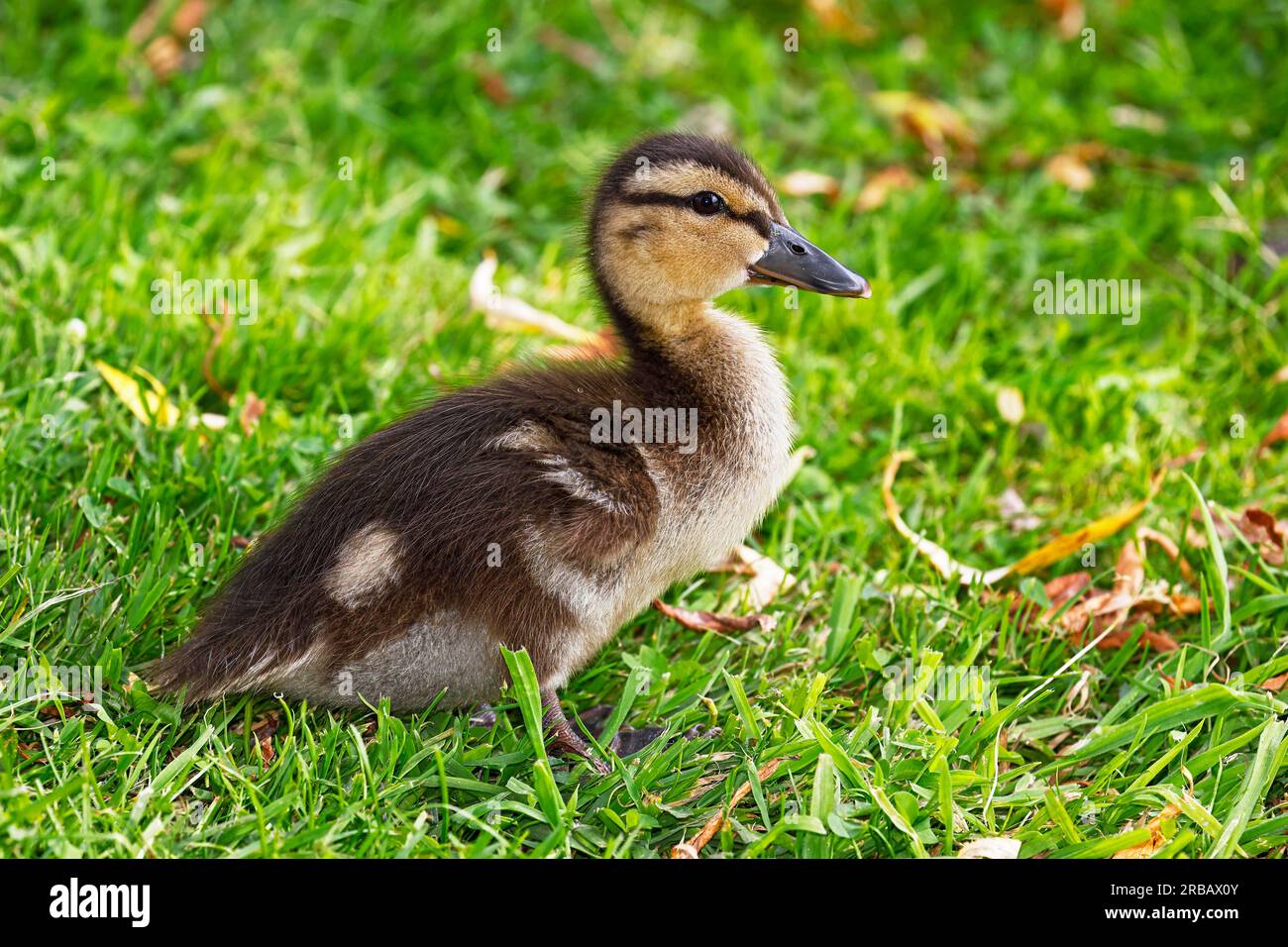 Mallard (Anas platyrhynchos), pulcino, baby Animal, Schleswig-Holstein, Germania Foto Stock