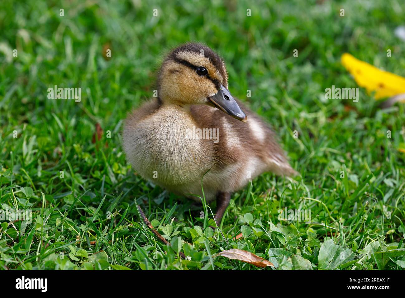 Mallard (Anas platyrhynchos), pulcino, baby Animal, Schleswig-Holstein, Germania Foto Stock