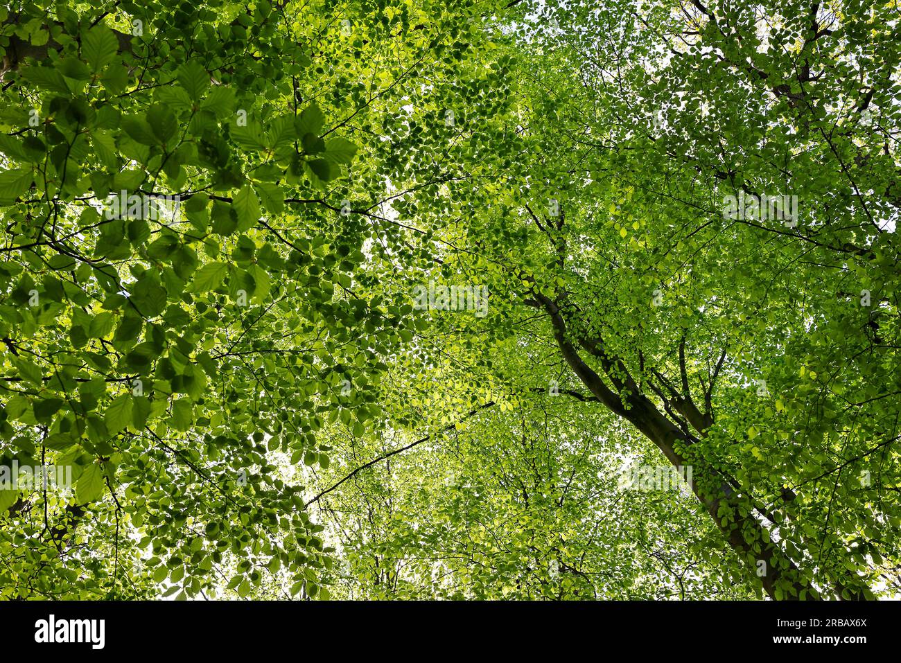 Faggi comuni (Fagus sylvatica) Faggio in primavera, germogli di foglie, Schleswig-Holstein, Germania Foto Stock
