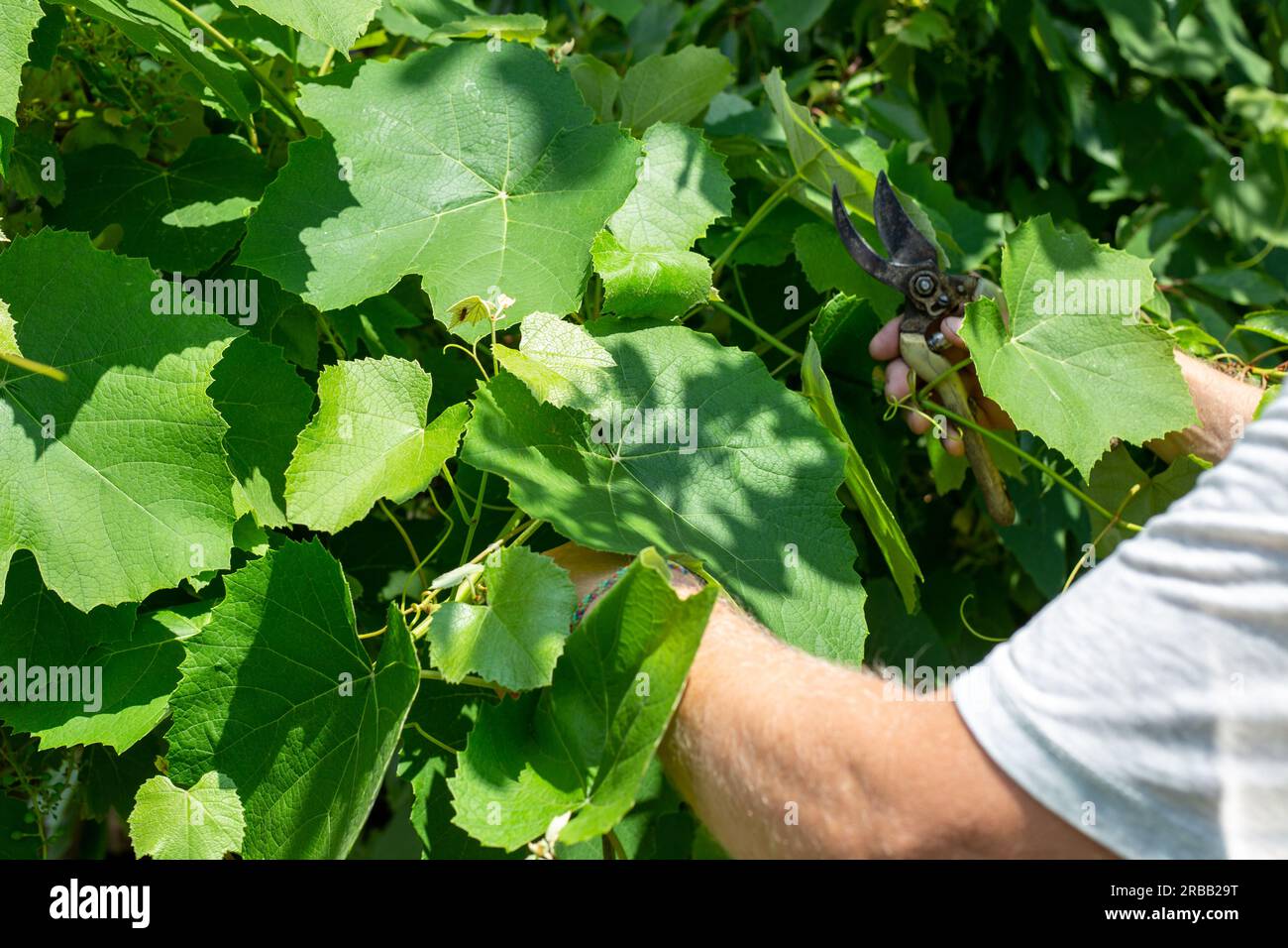 Il giardiniere taglia l'uva con una potatrice. Potatura sanitaria della vite. Foto Stock