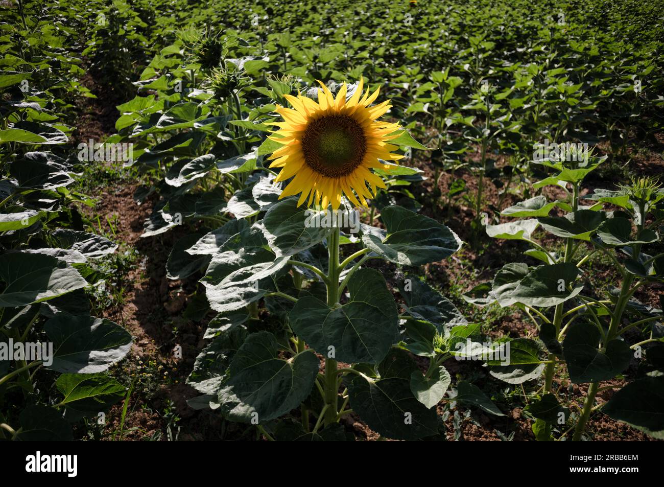 Fiore singolo di girasole (Helianthus annuus), campo di girasole, Stoccarda, Baden-Wuerttemberg, Germania Foto Stock