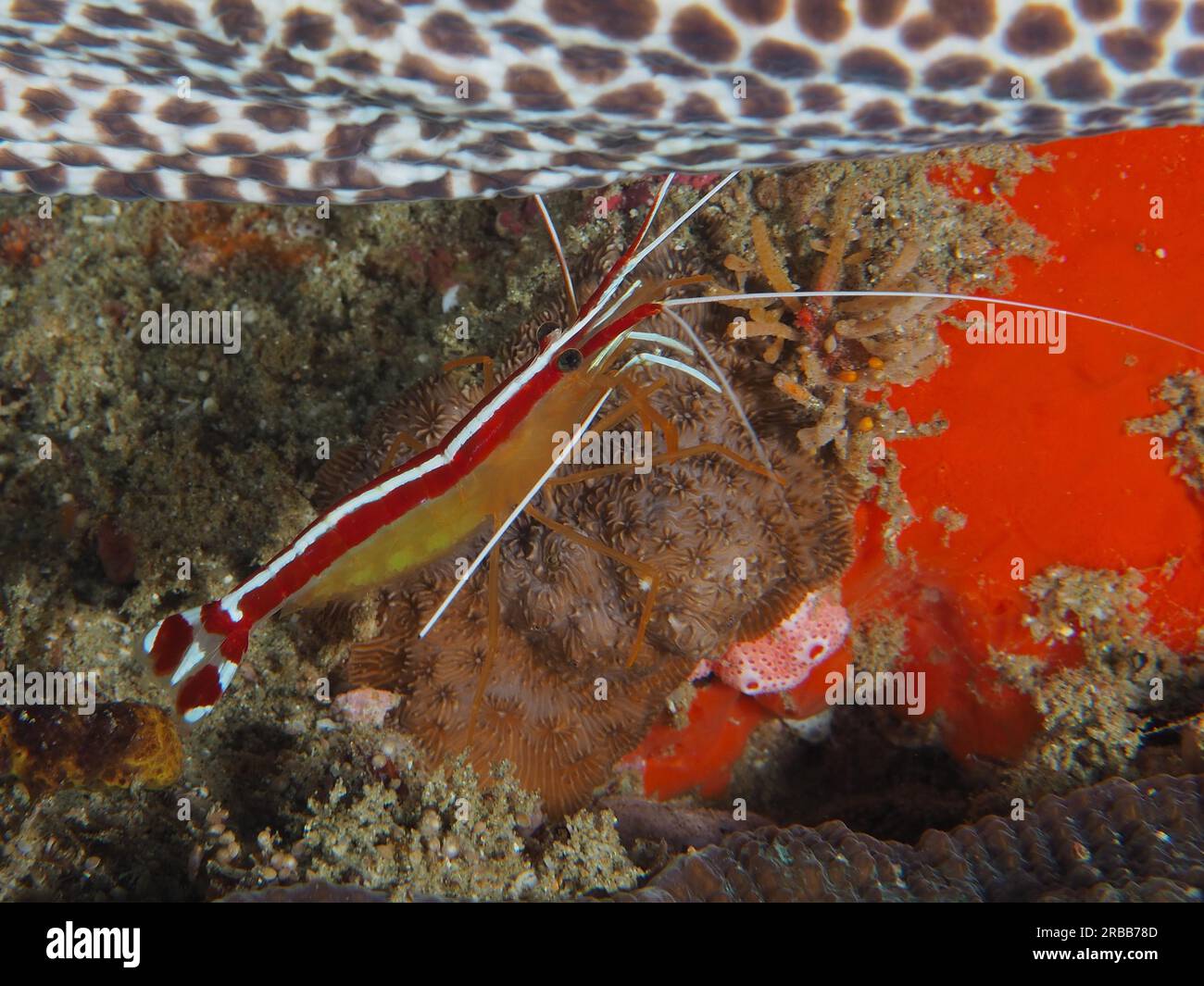 Gamberetti più puliti del Pacifico (Lysmata amboinensis), sito di immersione del Sodwana Bay National Park Foto Stock
