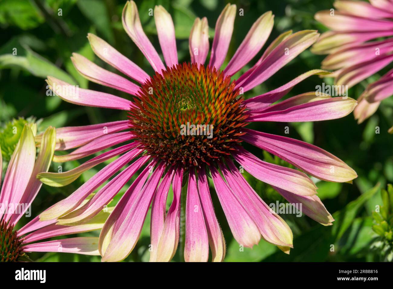 Fioritura, Coneflower, Echinacea "Green Envy" Foto Stock