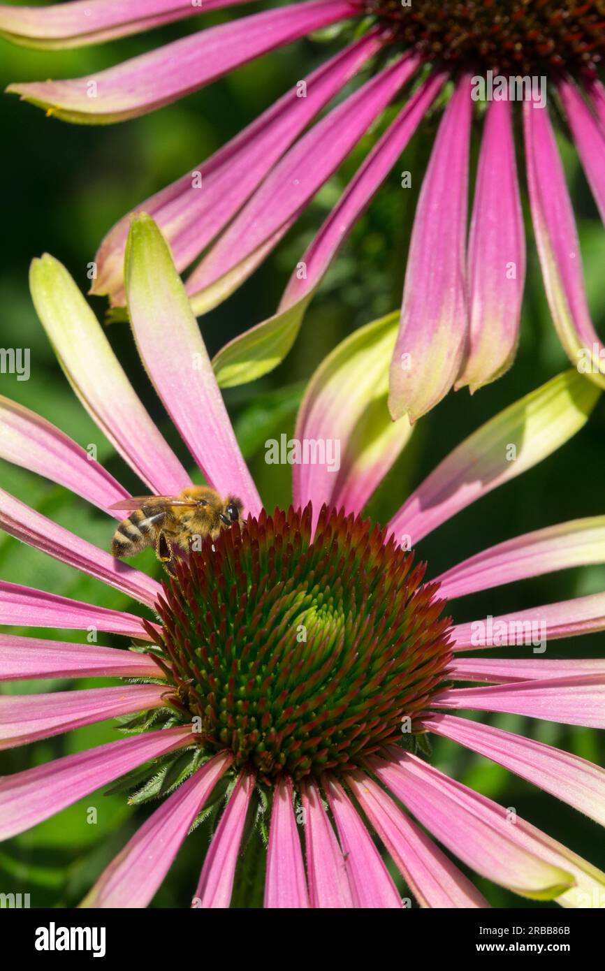 Honey Bee, Echinacea "Green Envy" Honey bee, Echinacea purpurea "Green Envy", Coneflower, Green Echinacea, Flower Foto Stock
