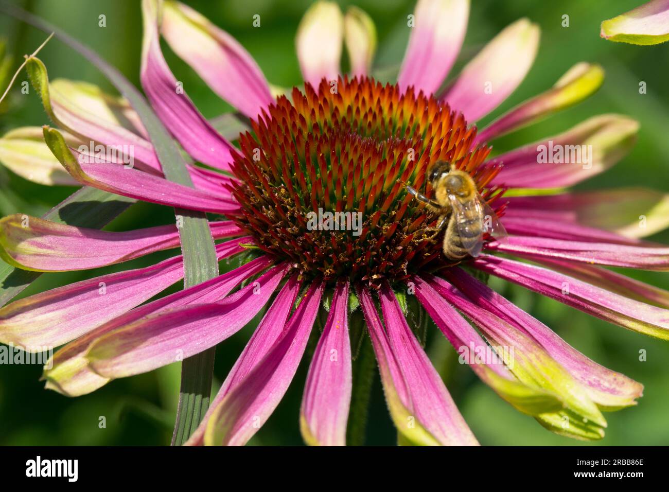Ape miele sul fiore Echinacea "Green Envy" Echinacea Foto Stock