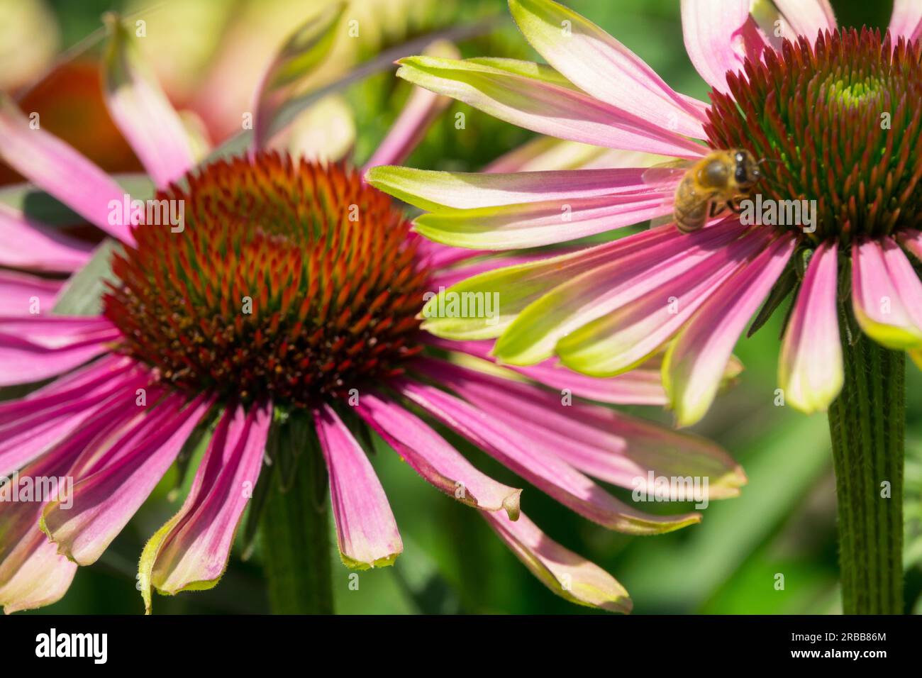 Fiore da giardino, Echinacea "Green Envy", piante Coneflowers, api con teste di fiori Foto Stock