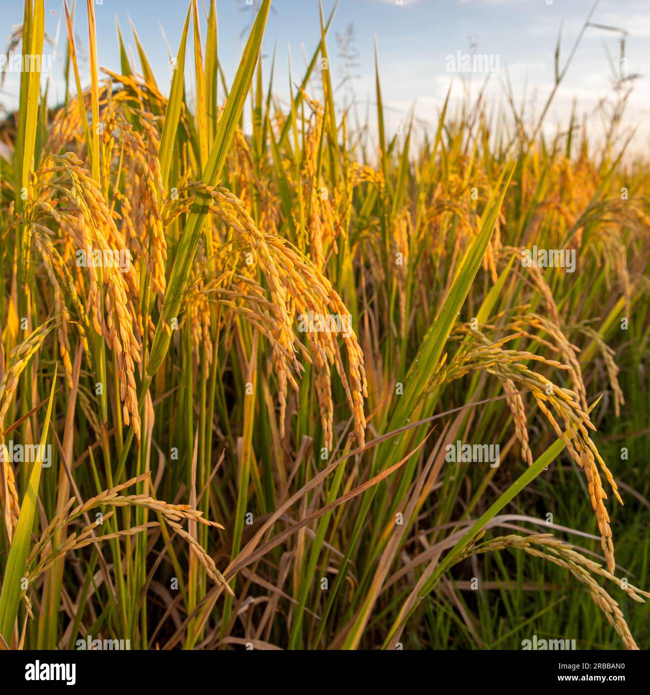 Orecchie di riso appese ai gambi. Orecchie di riso dorate illuminate dal sole che tramonta. Raccolta di orecchie di riso mature su un campo in Thailandia. Foto Stock