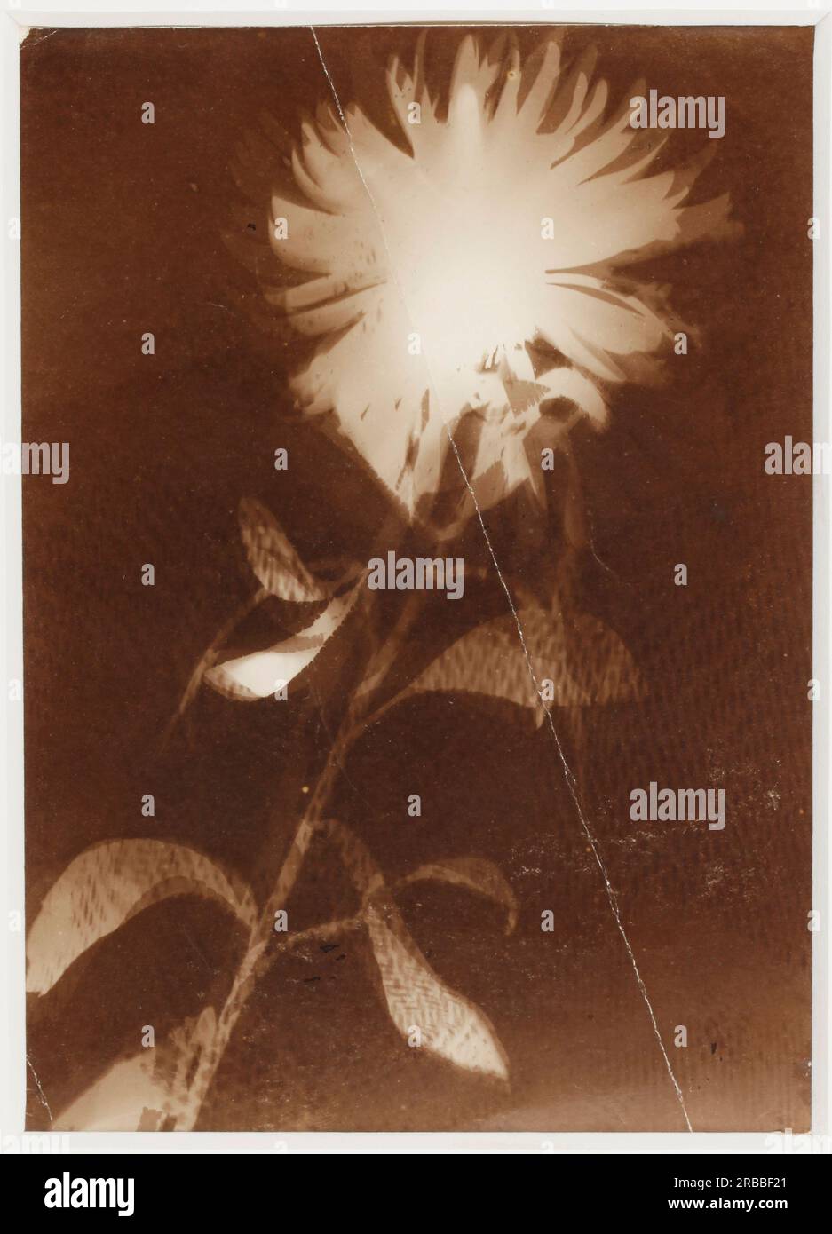 Senza titolo [fiore] 1925 di Laszlo Moholy-Nagy Foto Stock