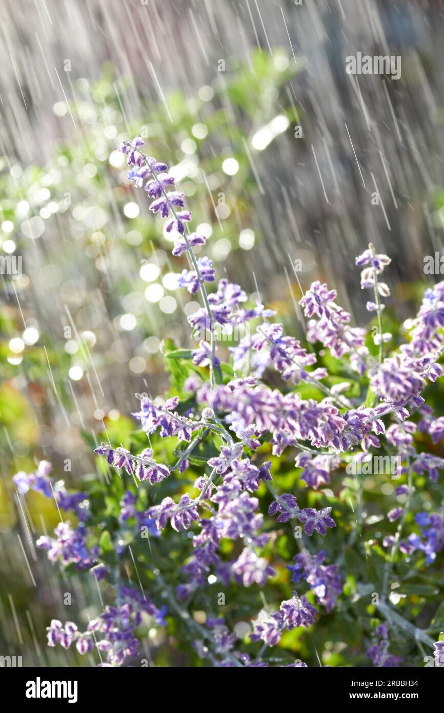 doccia con fiori e sole Foto Stock