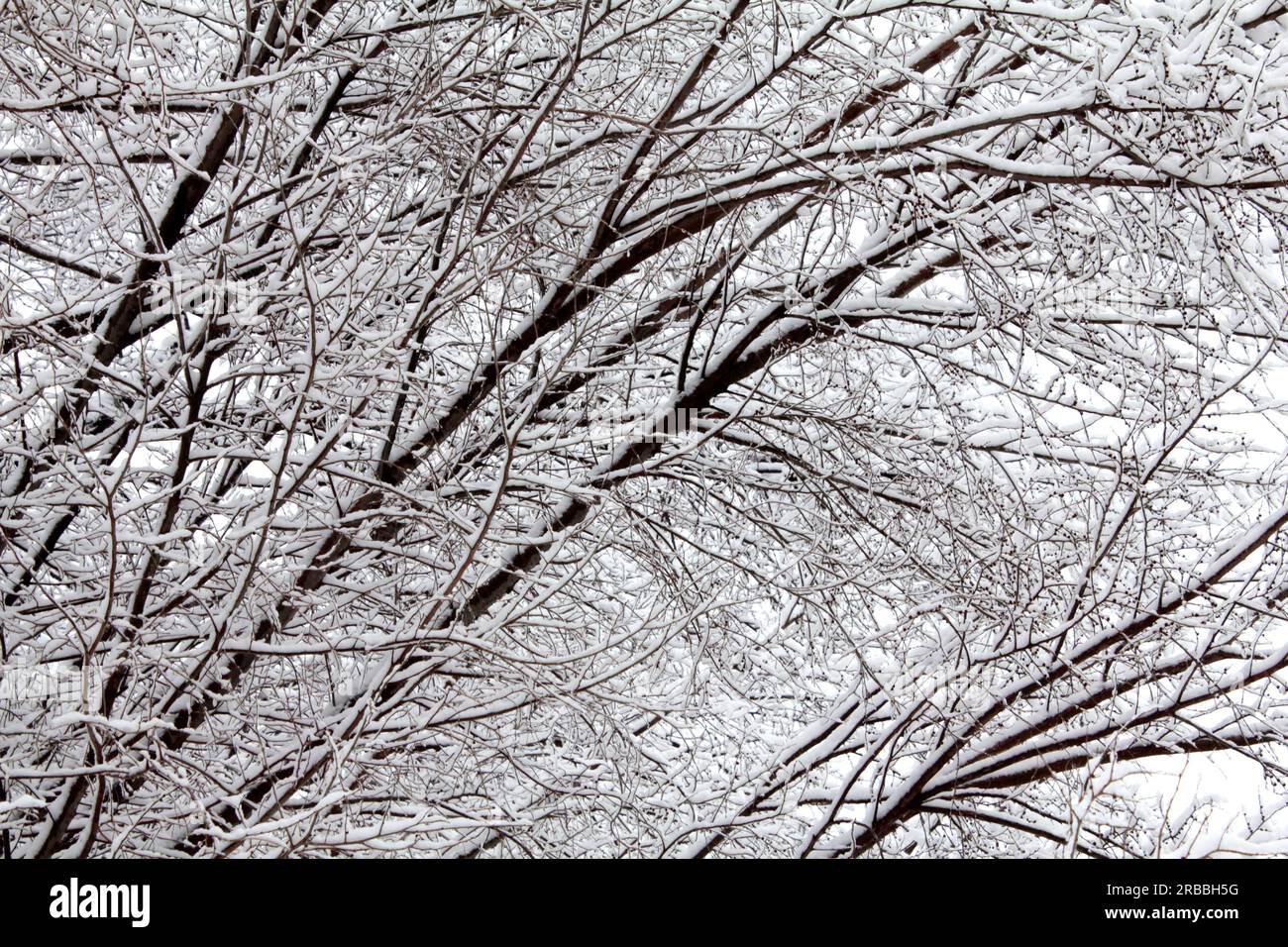Albero coperto di neve Foto Stock