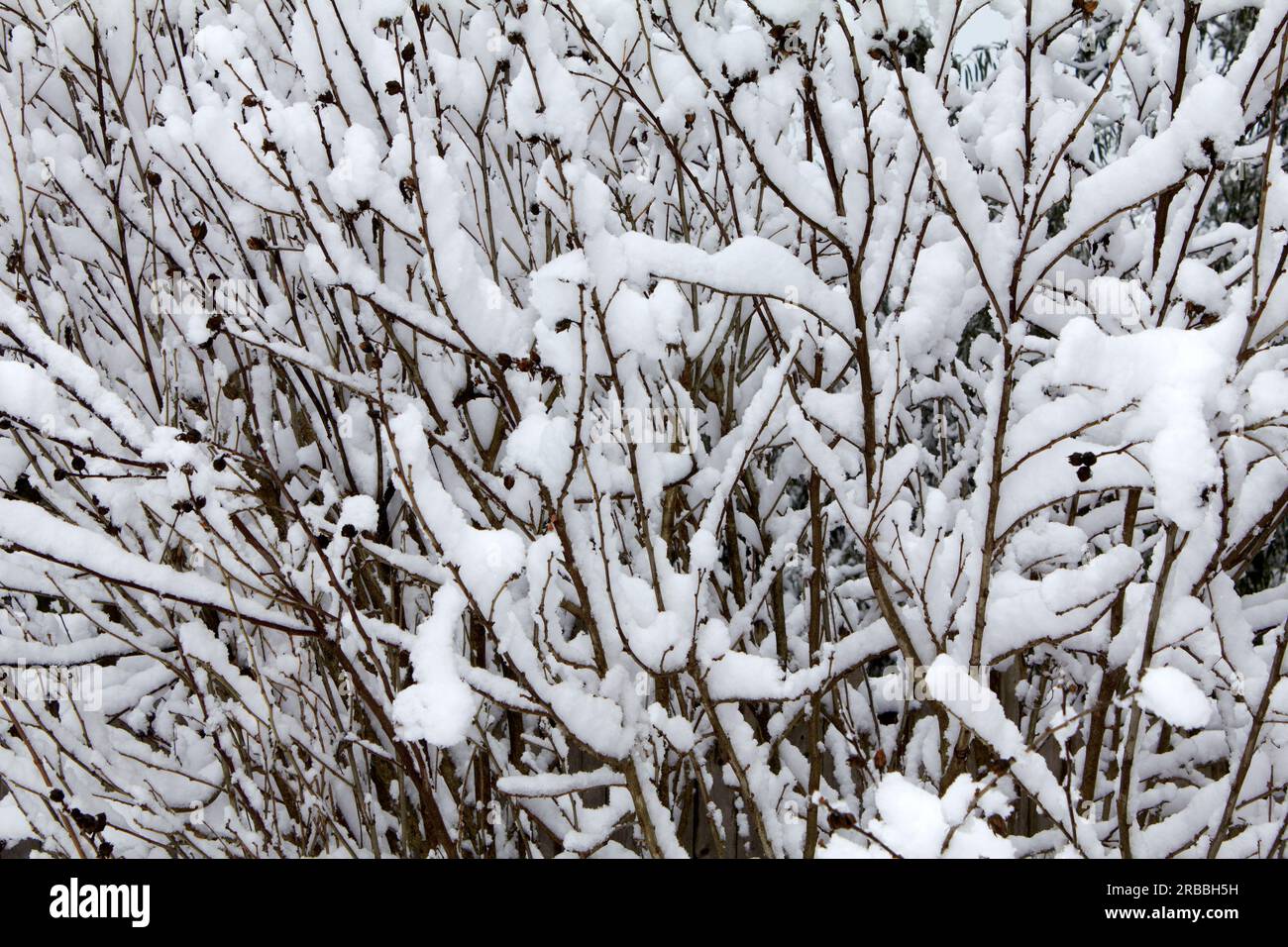 Albero coperto di neve Foto Stock