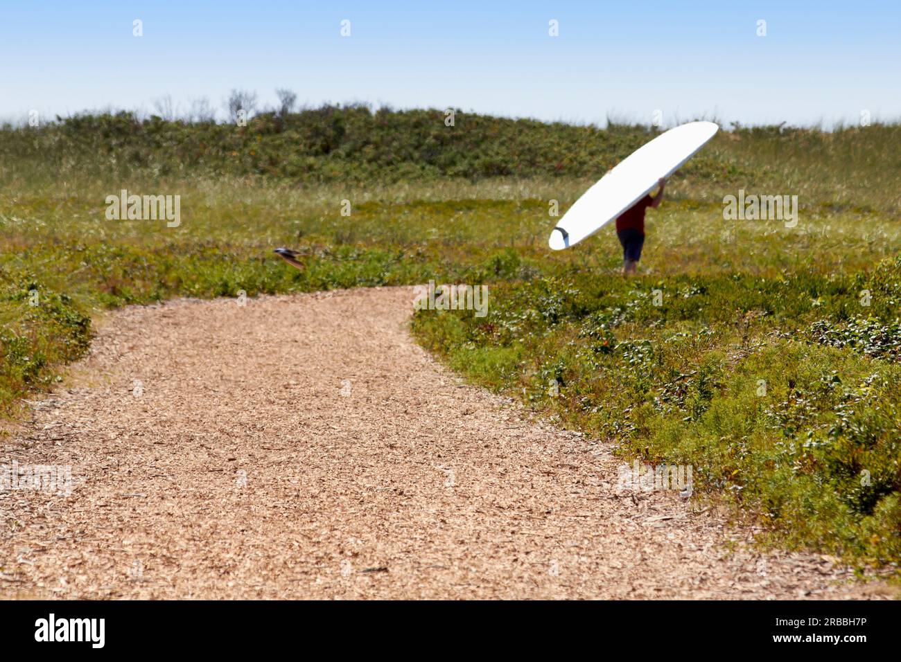 campo di erba Foto Stock