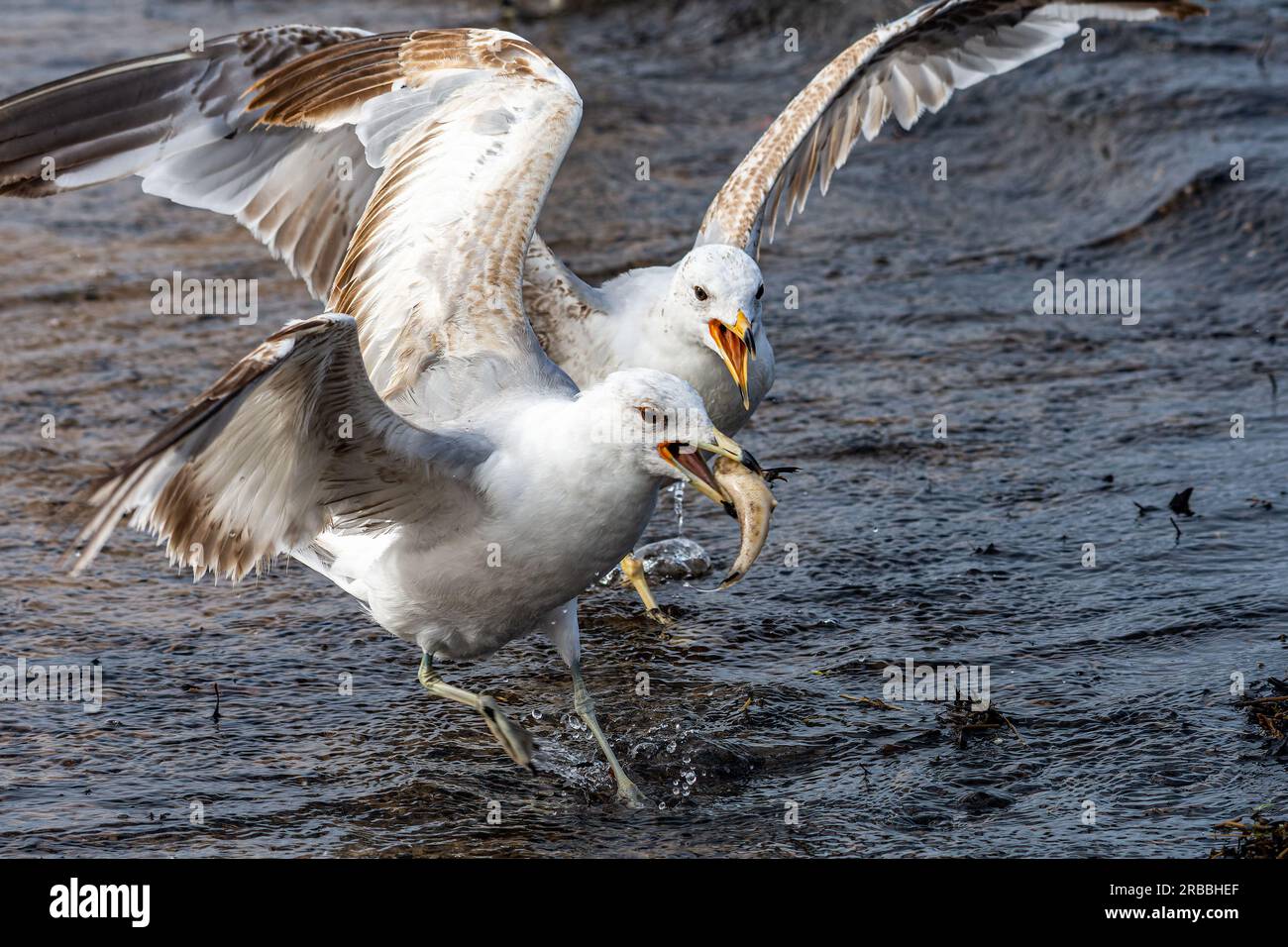 Due gabbiani a becco d'anello, Larus delawarensis, combattono per un pesce morto a Grand Haven, Michigan, sulla spiaggia Foto Stock