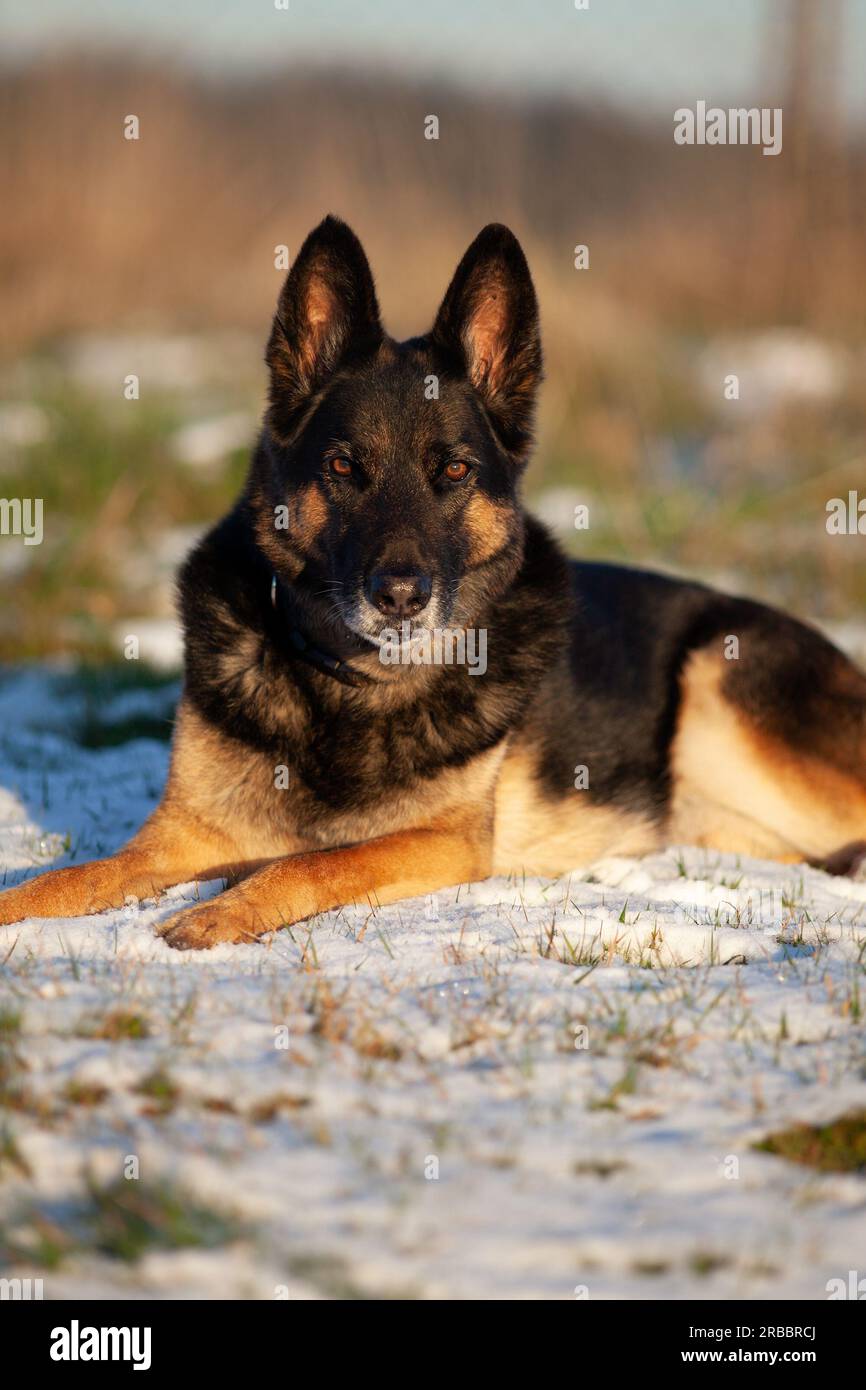 Cane pastore tedesco in inverno giace fuori nella neve Foto Stock
